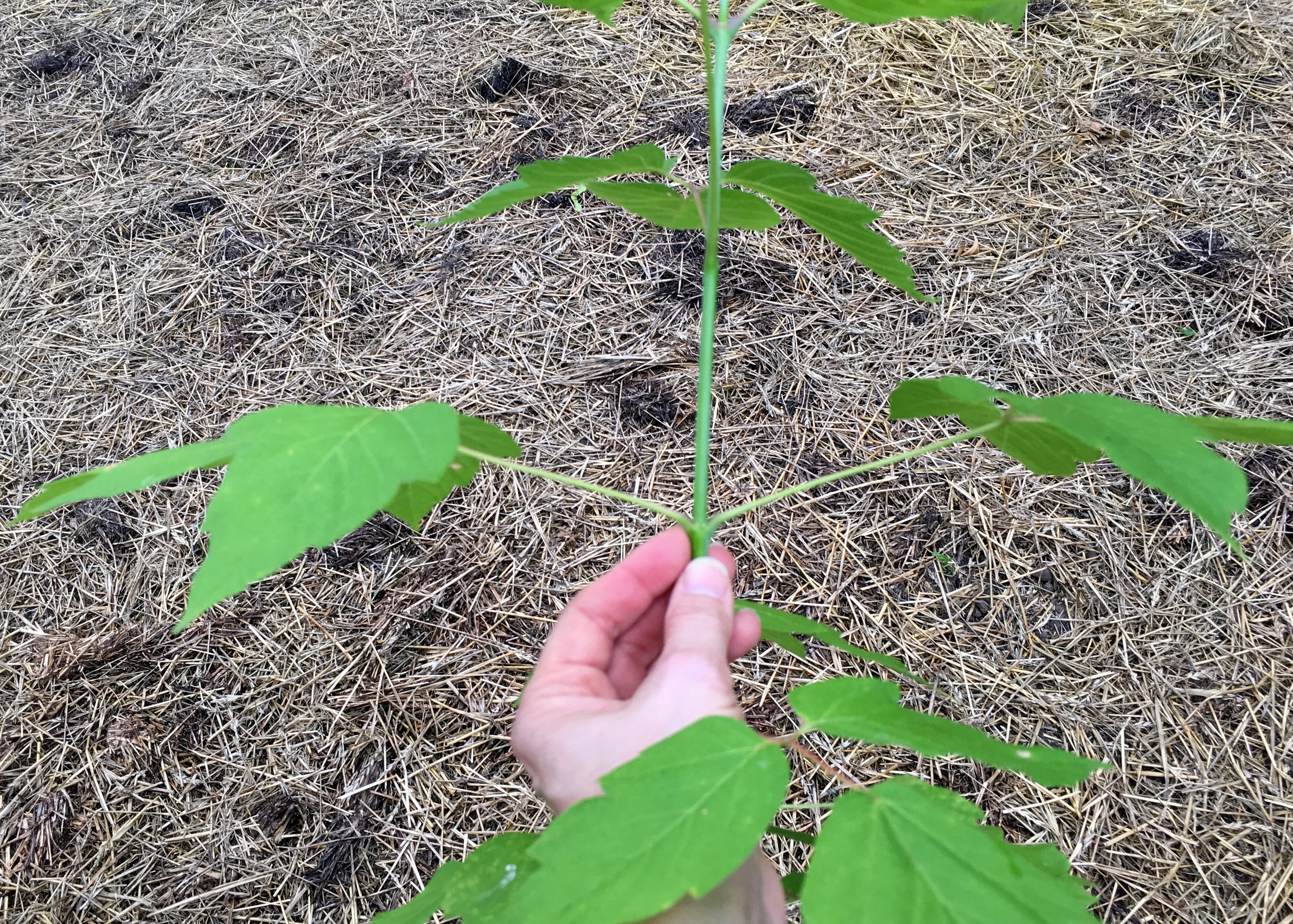 Figure 11 Boxelder opposite leaves